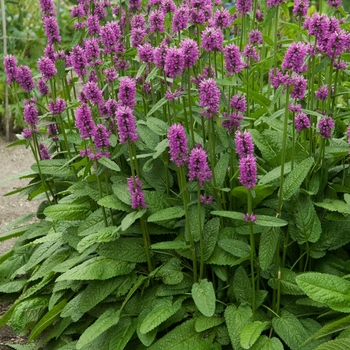 Lambs' Ears
