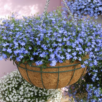 Waterfall™ Lobelia