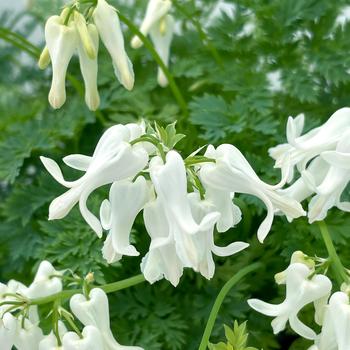Bleeding Heart 