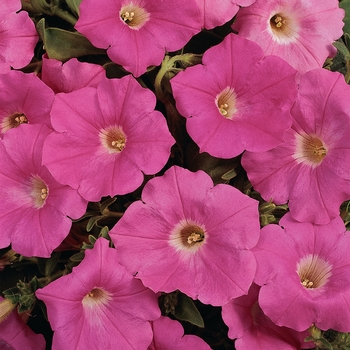 Petunia