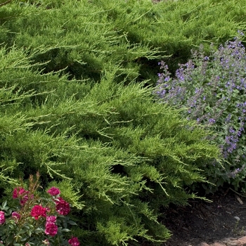 Chinese Juniper