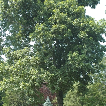 Shagbark Hickory