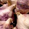 Growing Garlic Made Easy