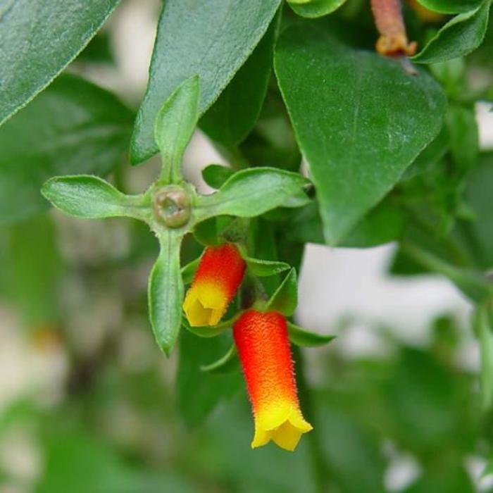 Manettia (Candy Corn Vine) - Manettia luteorubra